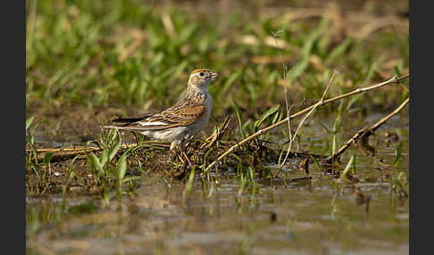 Weißflügellerche (Melanocorypha leucoptera)