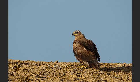 Steppenadler (Aquila nipalensis)