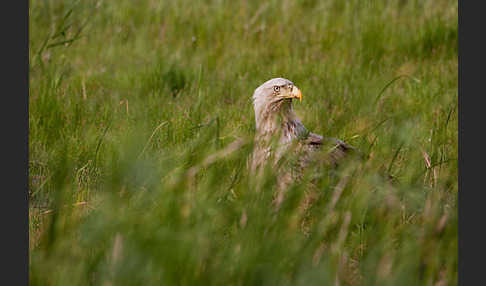 Seeadler (Haliaeetus albicilla)