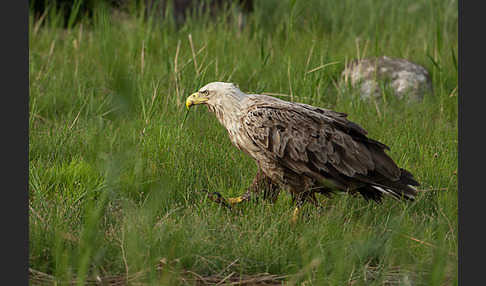 Seeadler (Haliaeetus albicilla)