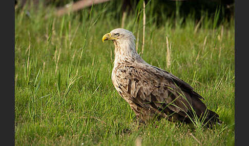 Seeadler (Haliaeetus albicilla)