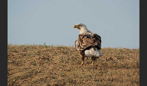 Seeadler (Haliaeetus albicilla)