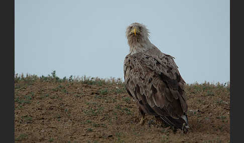 Seeadler (Haliaeetus albicilla)