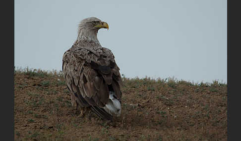 Seeadler (Haliaeetus albicilla)