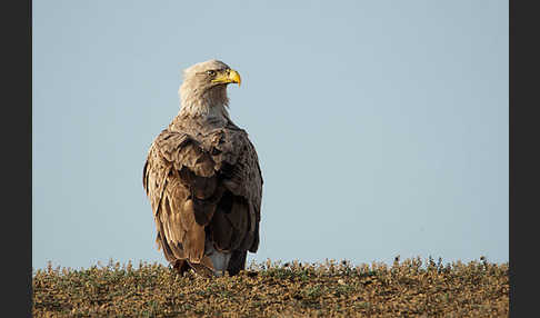 Seeadler (Haliaeetus albicilla)