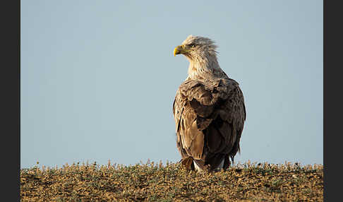 Seeadler (Haliaeetus albicilla)