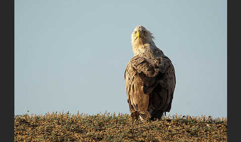 Seeadler (Haliaeetus albicilla)