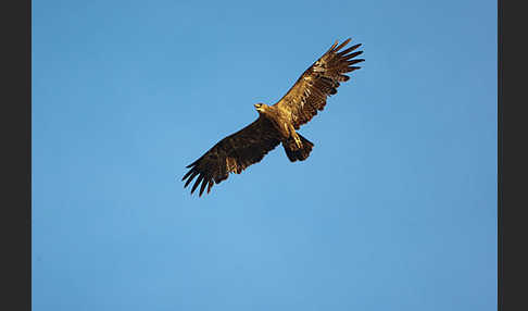 Steppenadler (Aquila nipalensis)