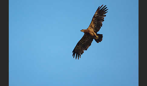 Steppenadler (Aquila nipalensis)