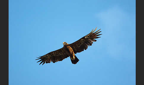 Steppenadler (Aquila nipalensis)