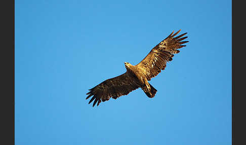 Steppenadler (Aquila nipalensis)