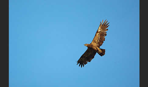 Steppenadler (Aquila nipalensis)