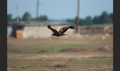 Steppenadler (Aquila nipalensis)