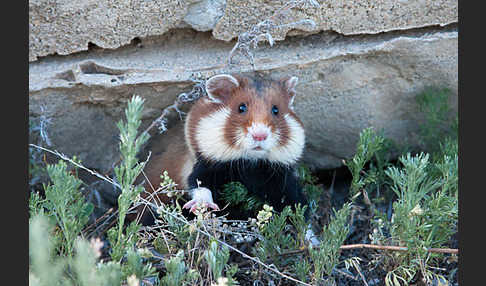 Hamster (Cricetus cricetus)