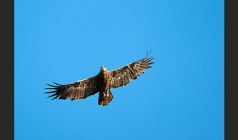 Steppenadler (Aquila nipalensis)