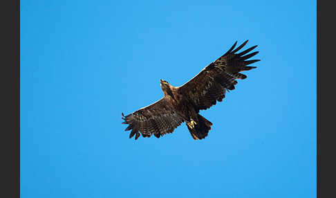 Steppenadler (Aquila nipalensis)