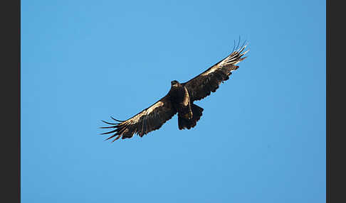 Steppenadler (Aquila nipalensis)