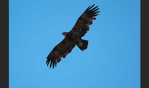 Steppenadler (Aquila nipalensis)