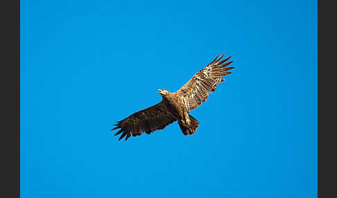 Steppenadler (Aquila nipalensis)