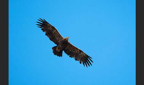 Steppenadler (Aquila nipalensis)