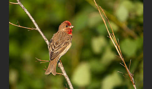 Karmingimpel (Carpodacus erythrinus)