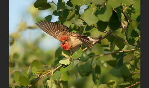 Karmingimpel (Carpodacus erythrinus)