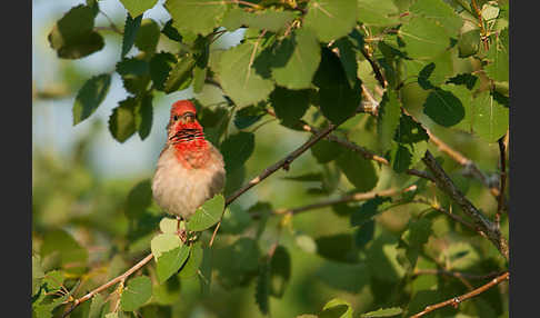 Karmingimpel (Carpodacus erythrinus)