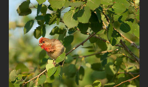 Karmingimpel (Carpodacus erythrinus)