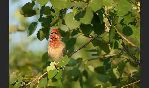 Karmingimpel (Carpodacus erythrinus)