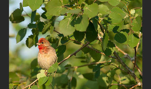 Karmingimpel (Carpodacus erythrinus)