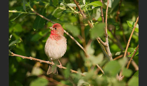 Karmingimpel (Carpodacus erythrinus)