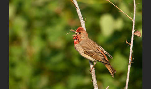 Karmingimpel (Carpodacus erythrinus)