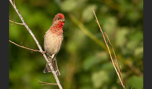 Karmingimpel (Carpodacus erythrinus)