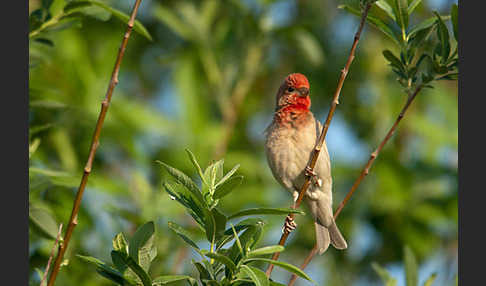 Karmingimpel (Carpodacus erythrinus)