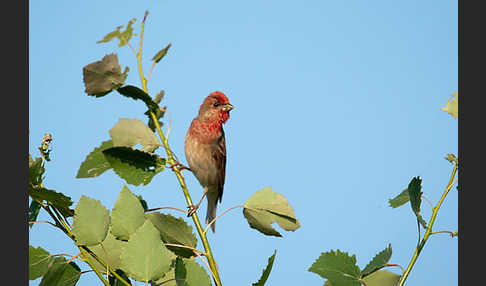 Karmingimpel (Carpodacus erythrinus)