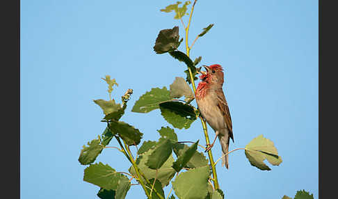 Karmingimpel (Carpodacus erythrinus)