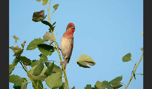 Karmingimpel (Carpodacus erythrinus)