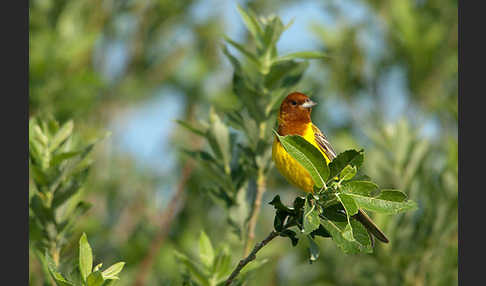 Braunkopfammer (Emberiza bruniceps)