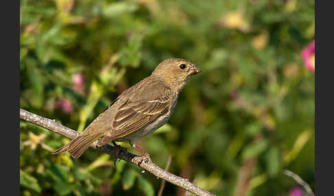 Karmingimpel (Carpodacus erythrinus)