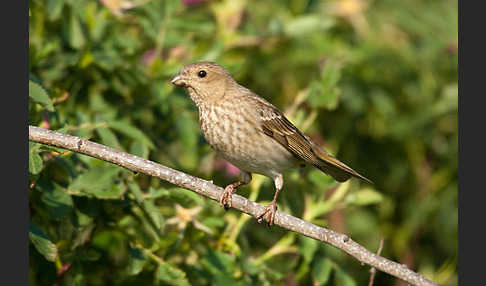 Karmingimpel (Carpodacus erythrinus)