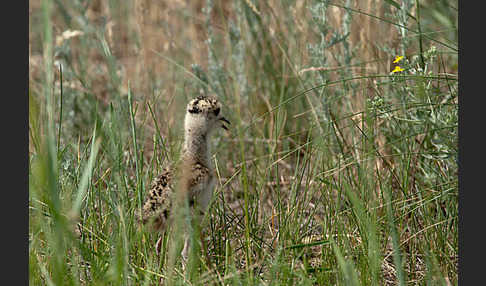 Steppenkiebitz (Vanellus gregarius)