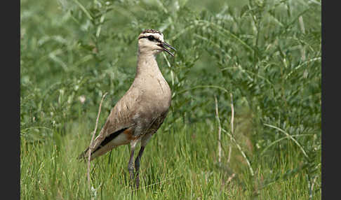 Steppenkiebitz (Vanellus gregarius)