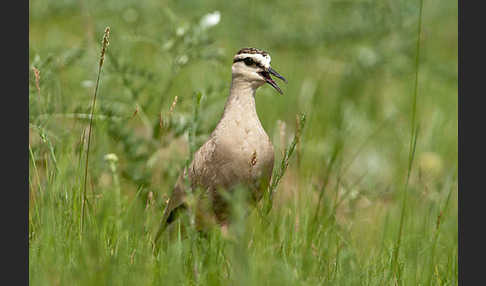 Steppenkiebitz (Vanellus gregarius)