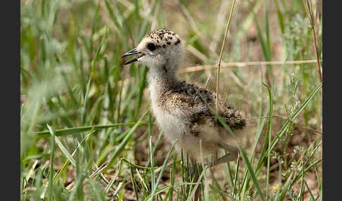 Steppenkiebitz (Vanellus gregarius)