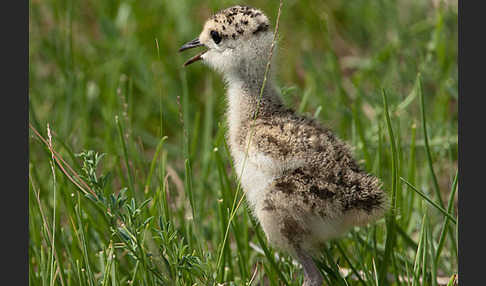 Steppenkiebitz (Vanellus gregarius)