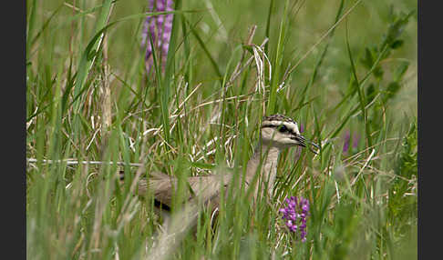 Steppenkiebitz (Vanellus gregarius)