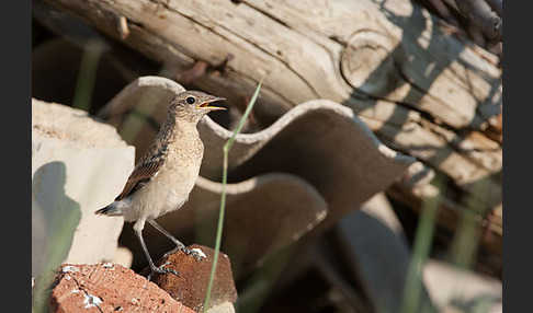 Steinschmätzer (Oenanthe oenanthe)