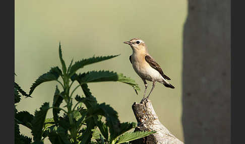 Steinschmätzer (Oenanthe oenanthe)