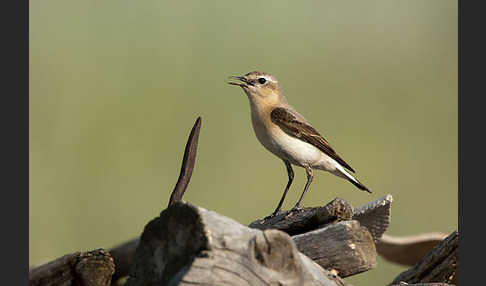 Steinschmätzer (Oenanthe oenanthe)