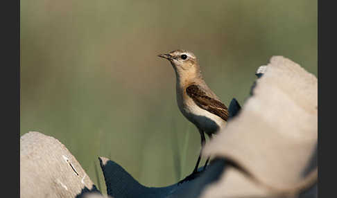 Steinschmätzer (Oenanthe oenanthe)